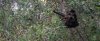 Howler Monkey