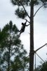 Dancing Howler Monkey