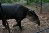 Baird's Tapir (Mountain Cow)