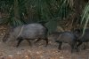 Stinky Jungle Pig