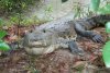 Crocodile