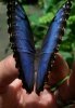 Same butterfly