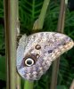 Butterfly perched