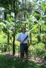 Plantain hunting