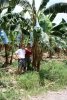 Banana hunting