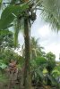 Pipa hunting