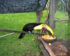 Toucan