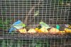 A few of the smaller birds