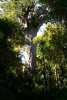 Big kauri tree
