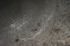 Boiling bubbling mud at Te Whakarewarewa