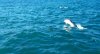 Jumping dolphins