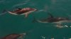 Dolphins swimming alongside the boat