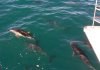 Dolphins swimming in the pressure wave
