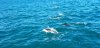 More dolphins jumping