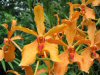 Orchids