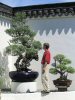 Checking out the 300 year old bonsai tree
