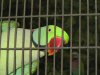 Curious parrot