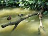 Ducks