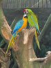 Parrots trading food