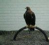 Golden eagle
