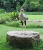 Secretary bird