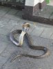 King Cobra at the Bangkok snake farm