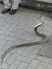 Don't worry, he's not aggressive. Not poisonous? Very poisonous, just not very aggressive.